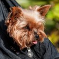 犬をスリングに入れ…