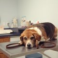 病院が怖い犬につい…