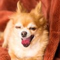 犬が『コタツ好き』…