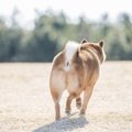 犬の脱肛とは？原因…