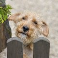 犬を飼ったことがな…