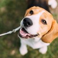 犬が『飼い主以外の…