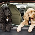 車でドライブ！犬に…