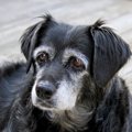 犬の白髪の原因はス…