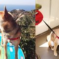 愛犬と山に行きたい…