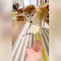 犬に薬を飲ませよう…