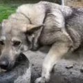 鎖と孤独から解放さ…