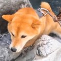 ２匹の犬を沢登りに…