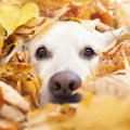 犬の鼻血の原因！注…