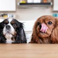 犬に『豆腐』を与え…