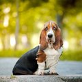 マイペースな犬と接…