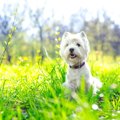 行ってみたい！犬と…