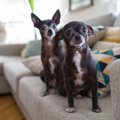 『シニア犬』を喜ば…