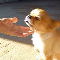 犬を可愛がるおばあ…