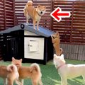 子育てを妻犬に丸投…