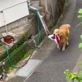 犬に『水筒持ってき…