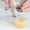 犬の『肉球ケア』何…