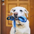 犬が散歩を催促して…