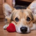 犬が喜ぶ飼い主さん…