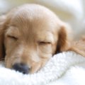 犬の毛がストーブで…