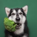 愛犬と楽しめる『冬…