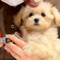 赤ちゃん犬をお迎え…