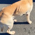 骨が浮き出る程ガリ…