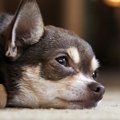犬の喘息とは？その…