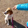 犬がわがままに育つ…