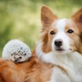 犬と小動物は仲良く…