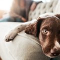 犬が飼い主に不信感…