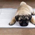 犬は栄養不足だから…
