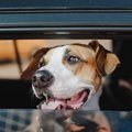 自動車での移動は犬…