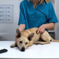 犬が『お腹の調子が…