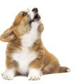 犬が『夜中』に突然…