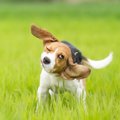 犬が触られた後に身…