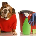 犬の臭いの原因と対…