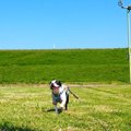 犬の呼び戻しトレー…