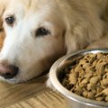 『犬用療法食』をネ…