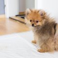 子犬のしつけでして…