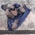 8匹の生まれて間もな…