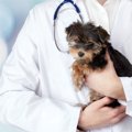 小型犬によくある病…