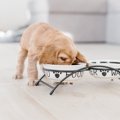犬にご飯をあげる時…