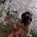犬と楽しめる花見ス…