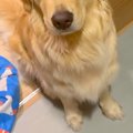 大型犬が気に入って…