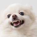 犬が『イライラして…