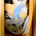 夜中の雷にビビりま…