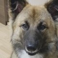 【Laylaの個別リーデ…