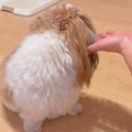 犬に薬を飲ませよう…