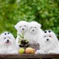 美しい被毛を持つ犬…